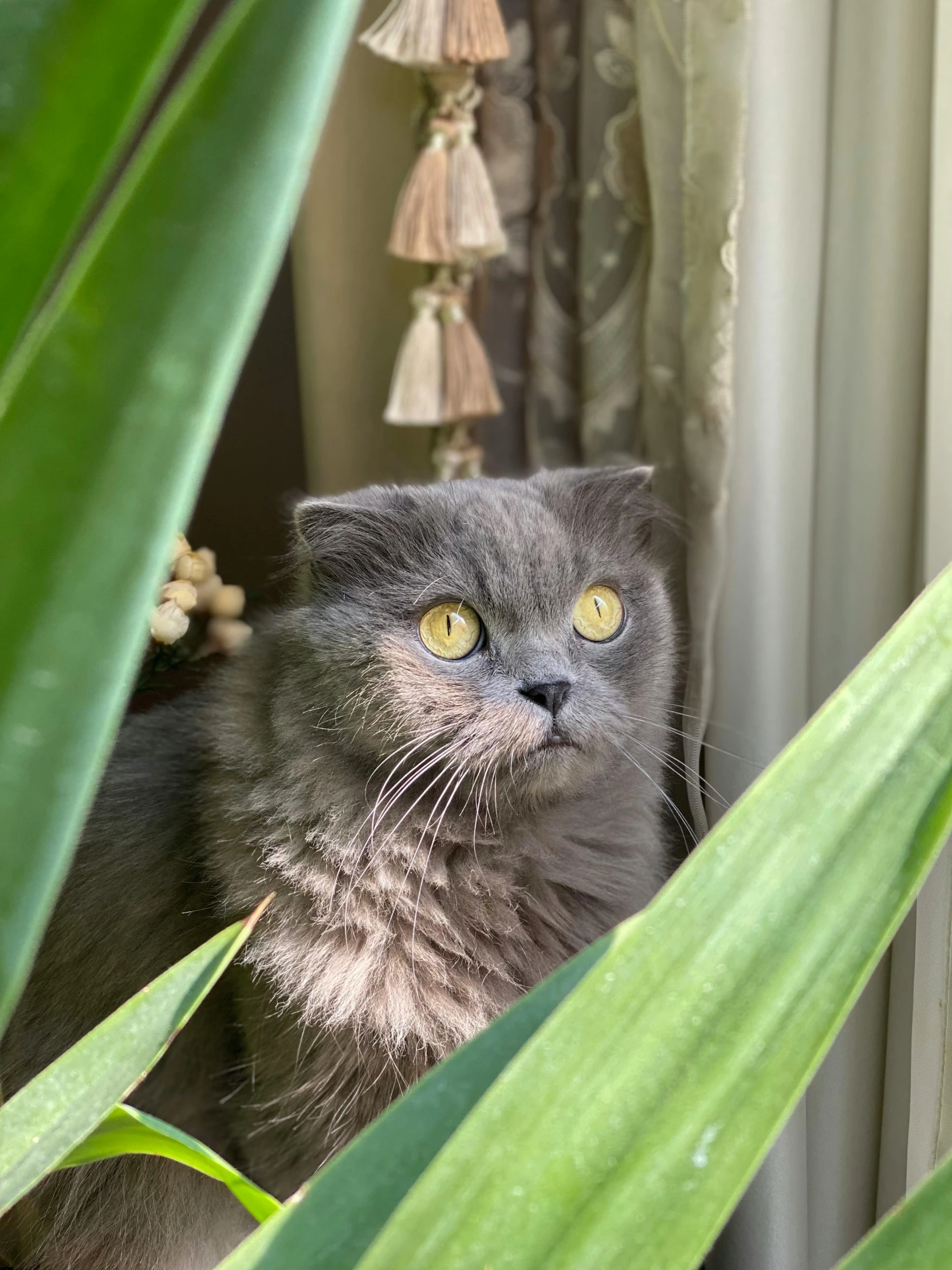 a gray cat in front of a green plant with tassels