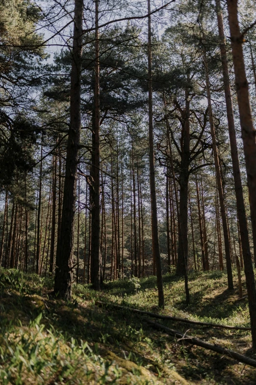 an area with trees that have many leaves on them