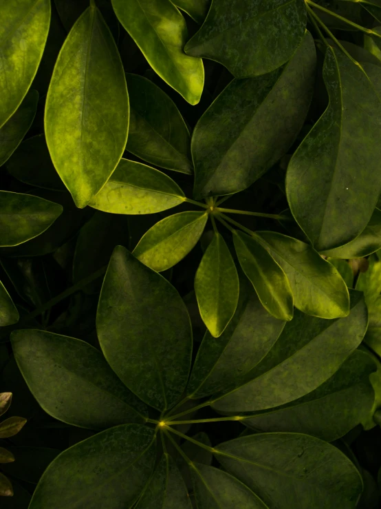 close up of leaves on a tree in sunlight