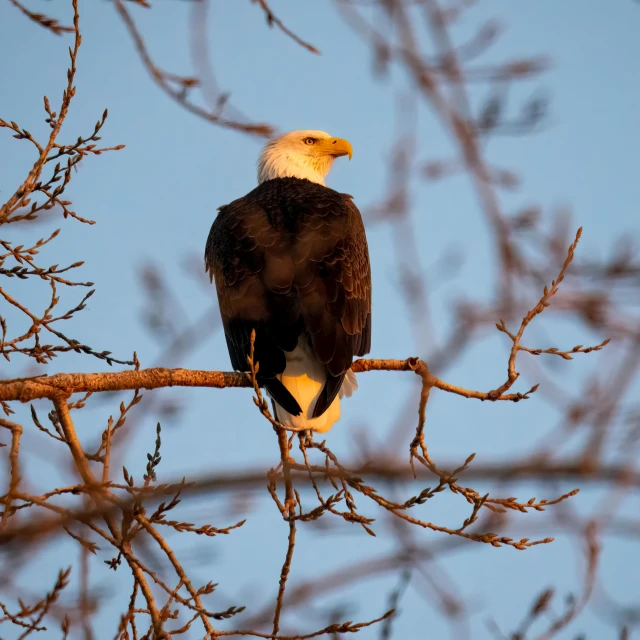 a bald eagle sitting on a tree nch