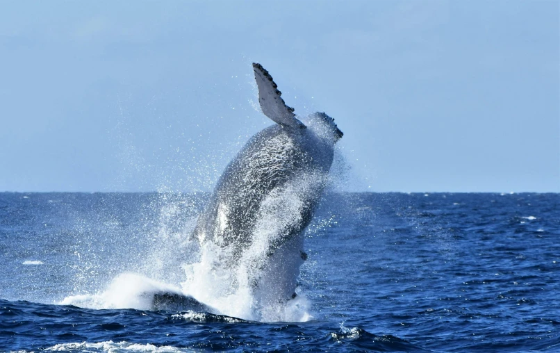 a very large white animal jumps out of the ocean