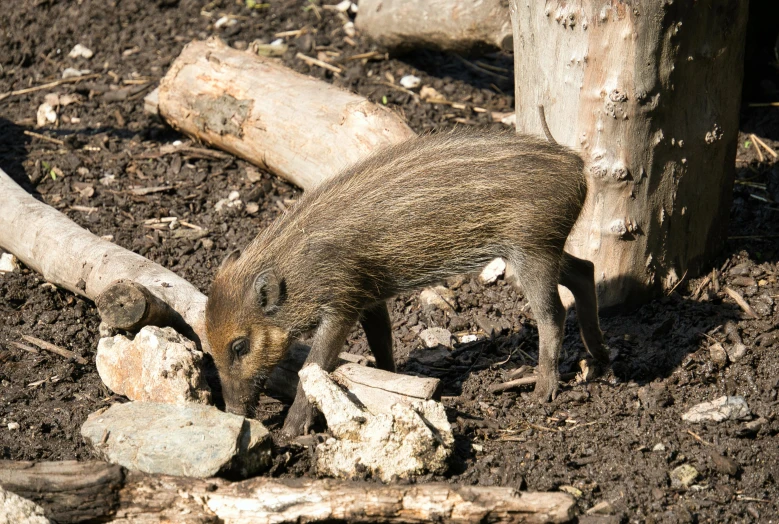 small animal standing near the side of some trees