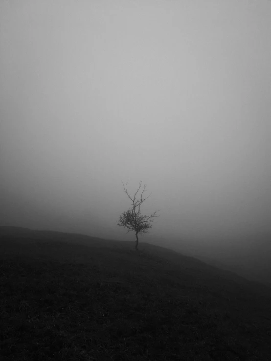 a lonely tree on a hill in a foggy field