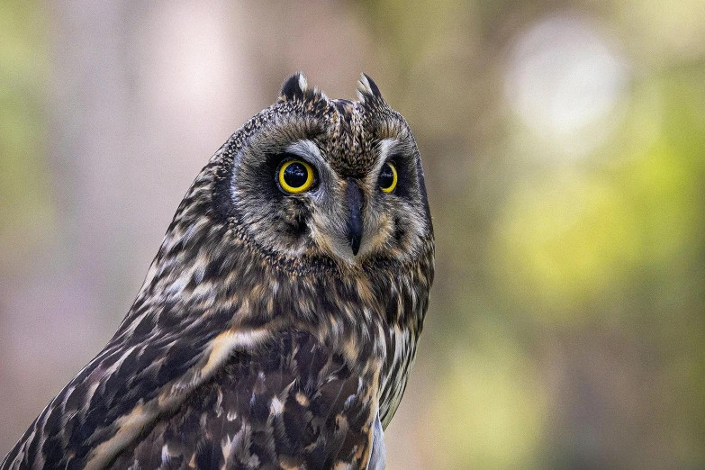 a owl with yellow eyes on a nch