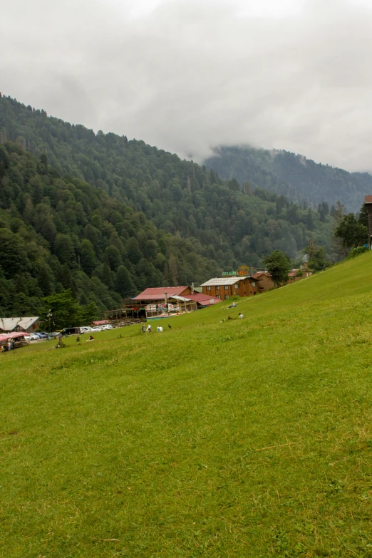 there are several sheep in a field near mountains