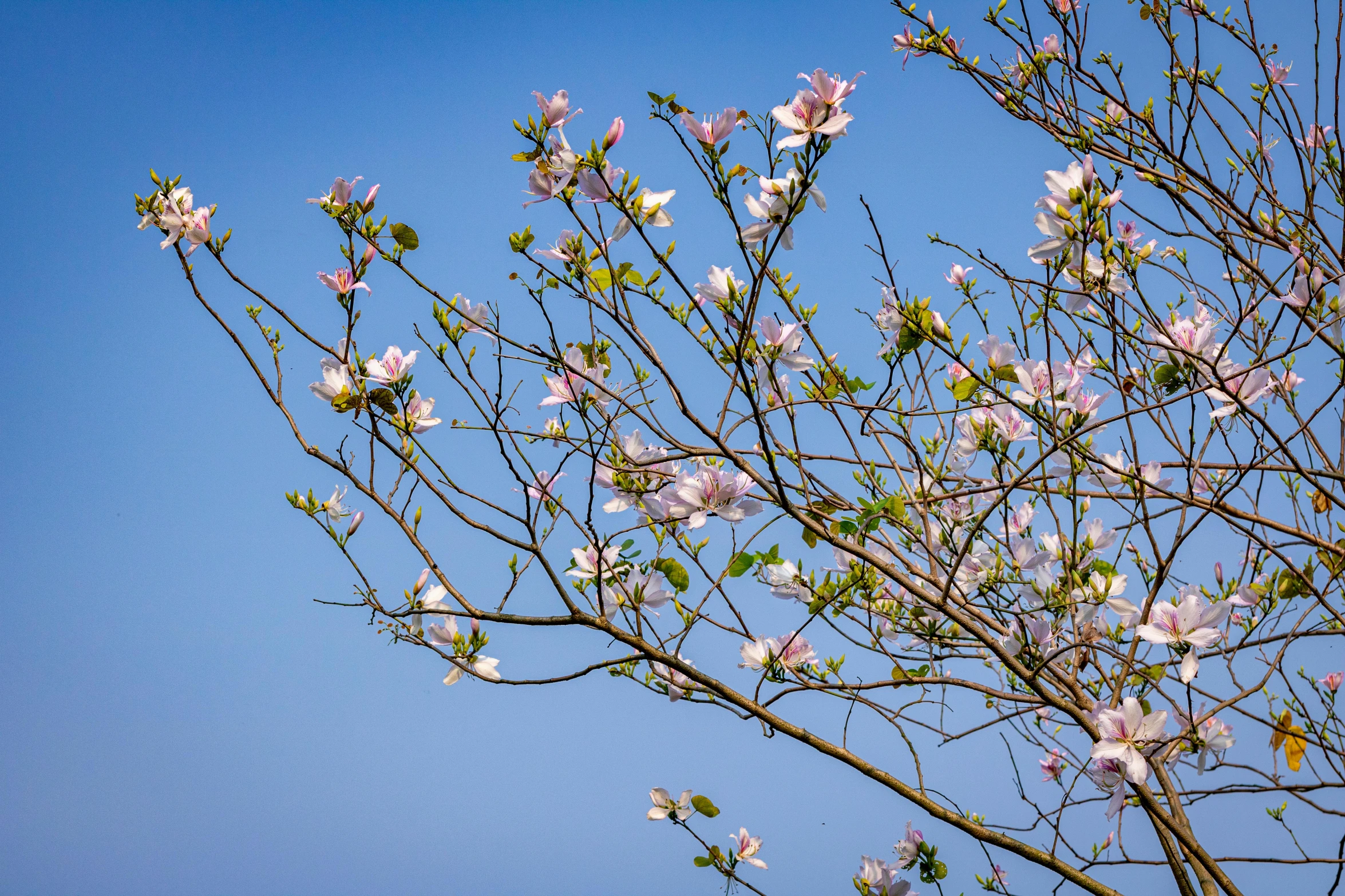 there is an almond tree with flowers on the nch