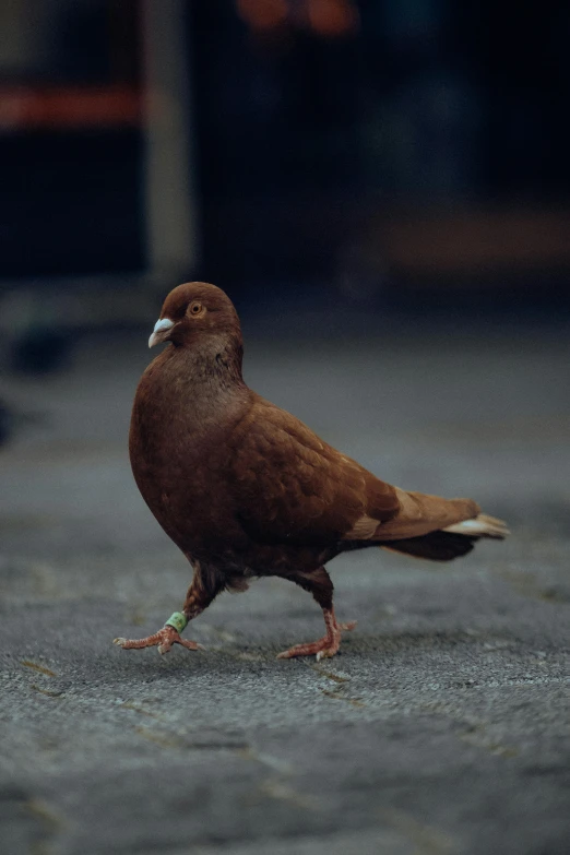 a brown bird is standing in a gray stone paved area