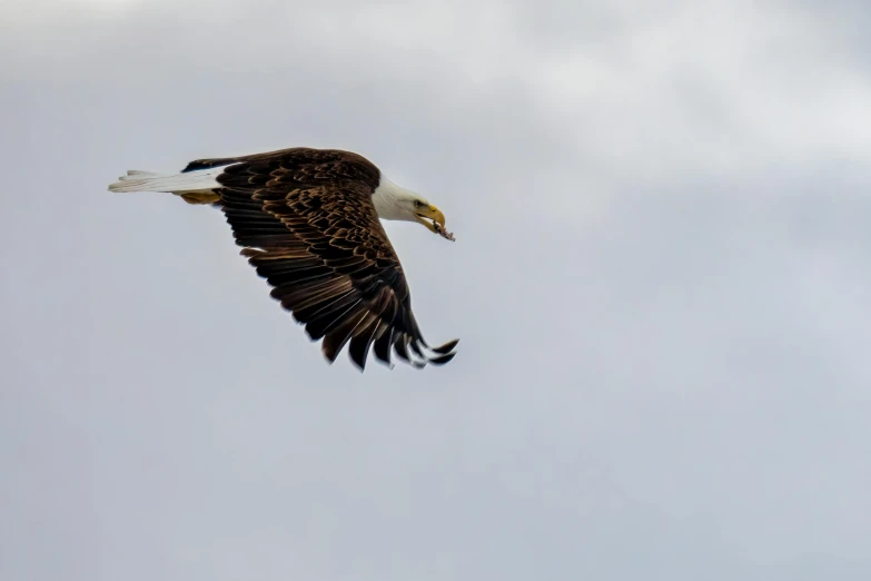 an eagle flying against a cloudy sky in the sky