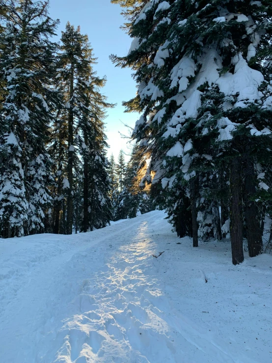 the trail is running in between the snow and trees