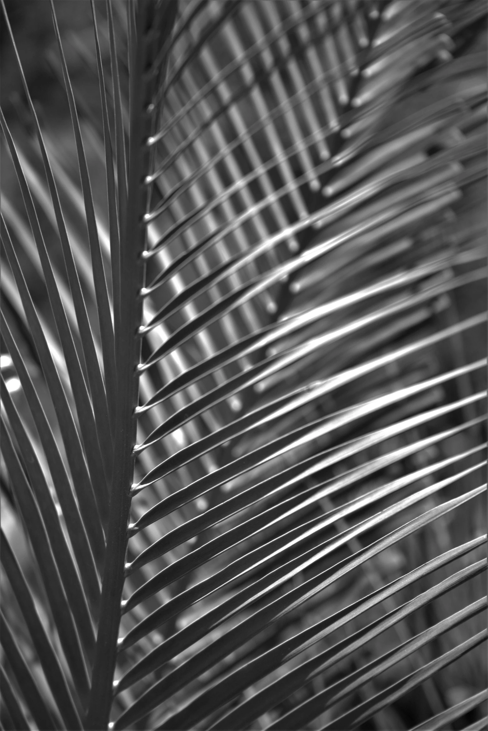 black and white pograph of leaves