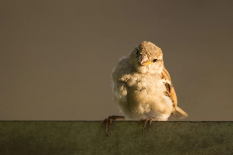 the bird is looking around on the ledge