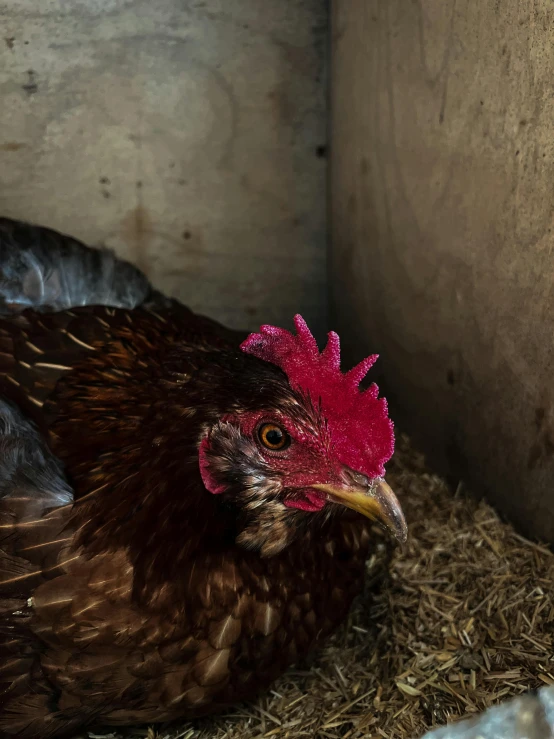 a chicken with a red head sitting on hay