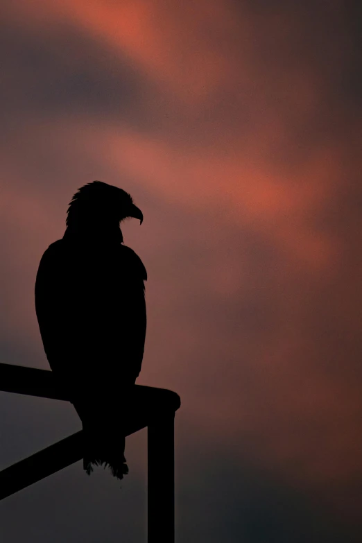 a bird perched on a metal railing in the evening