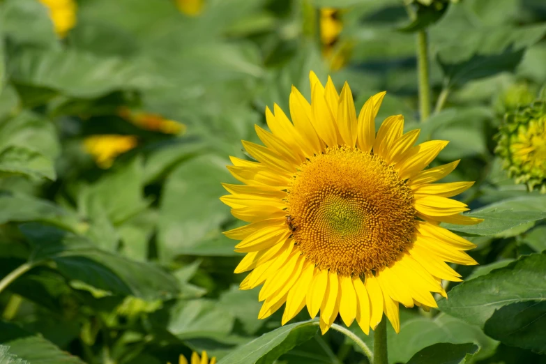 there is a large sunflower blooming near many other plants