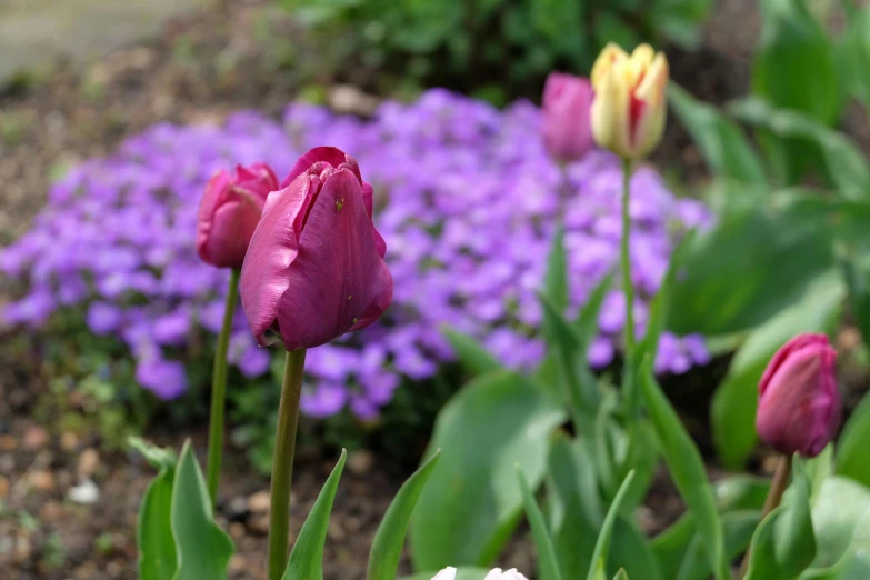 a group of purple and yellow flowers with pink and purple flowers in the background