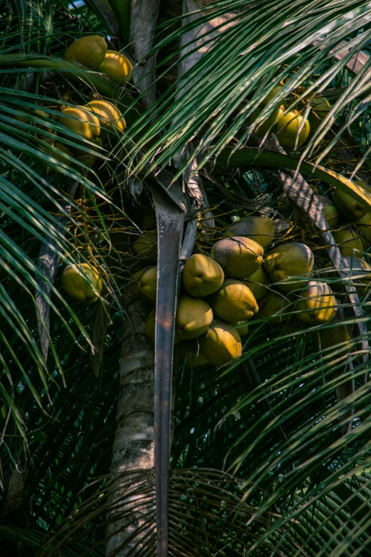 this is a large coconut tree full of the fresh fruits