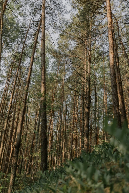 a large tree line in the middle of a forest