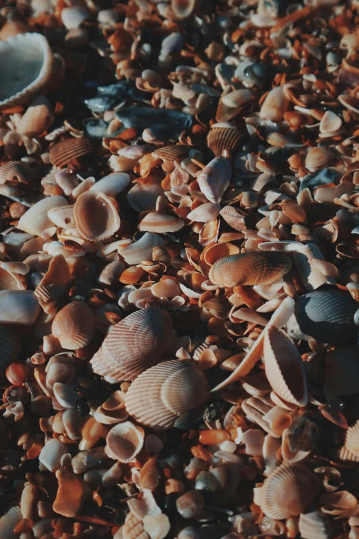 lots of different types of seashells on the beach