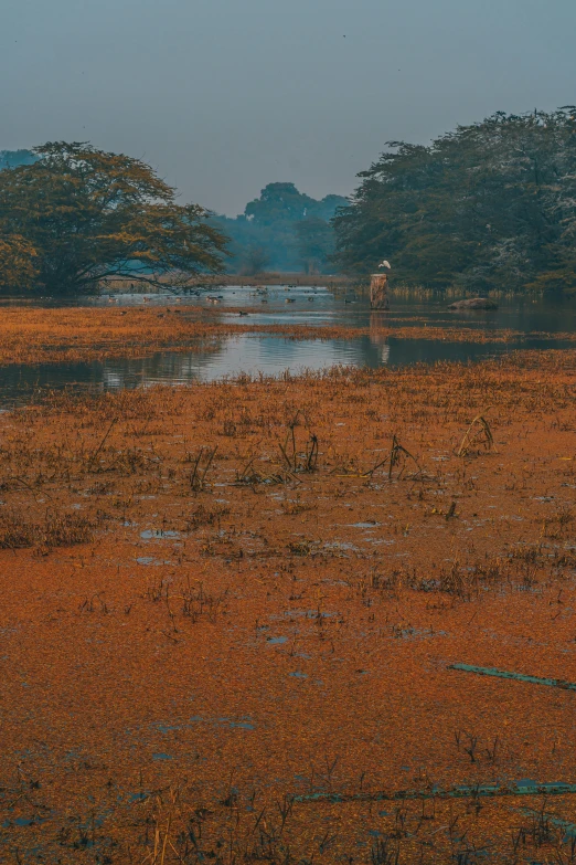 a cow is in a field next to a river