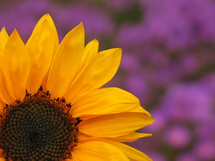 a bright yellow sunflower stands out against an overcast field