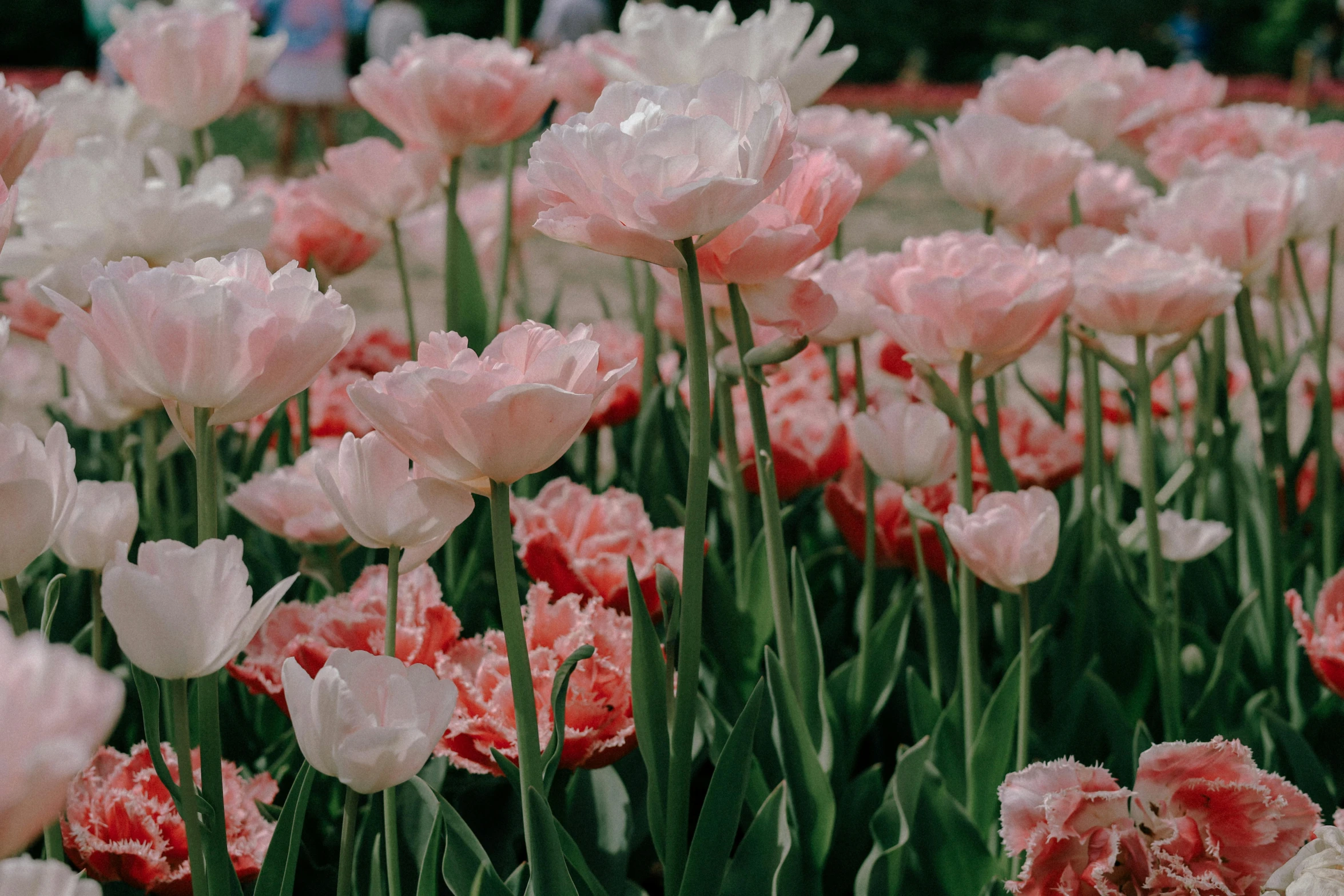 many pink and white flowers with water drops