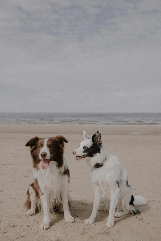 two brown and white dogs sitting on a beach