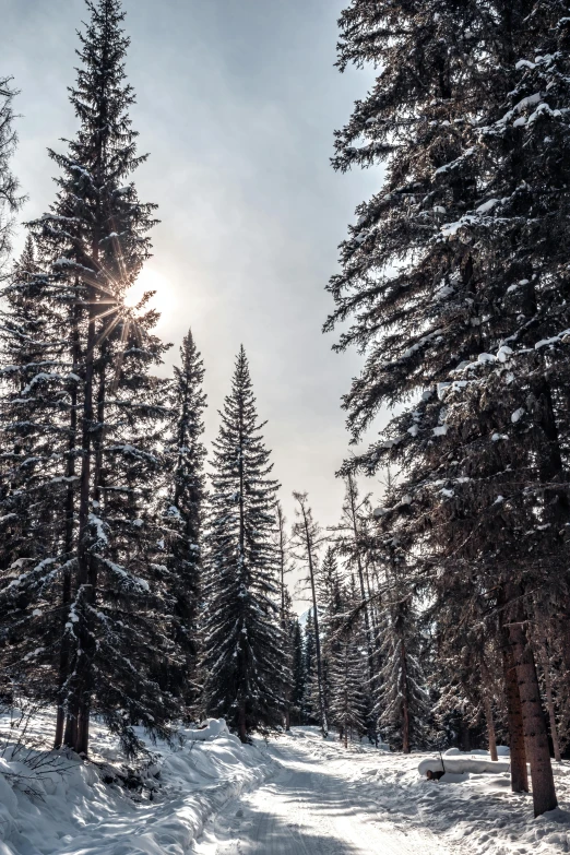 the sun shines through the clouds above the snowy trees