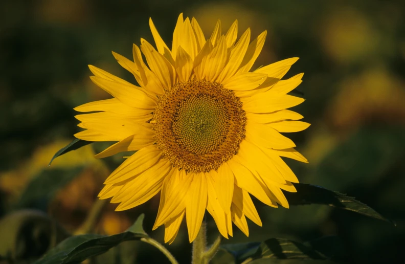 a large sunflower is in the middle of some green plants