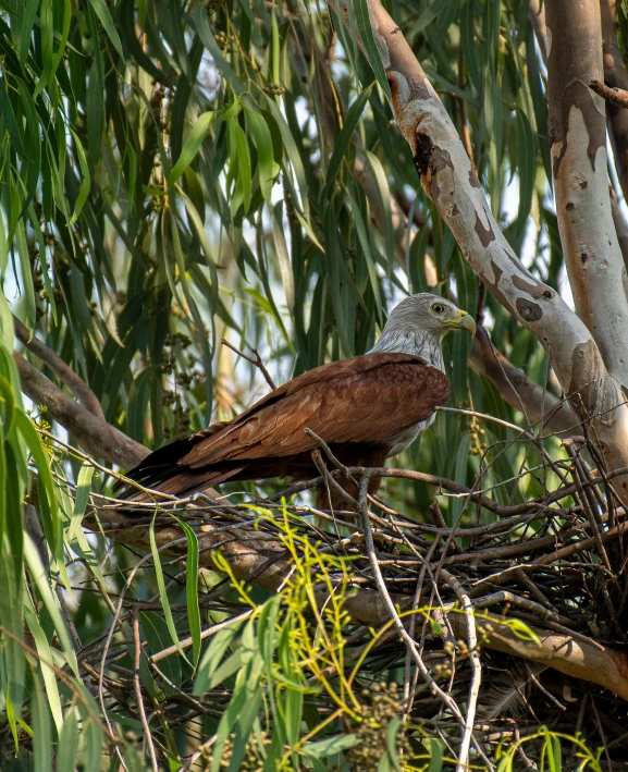 a bird sitting on top of a bird nest