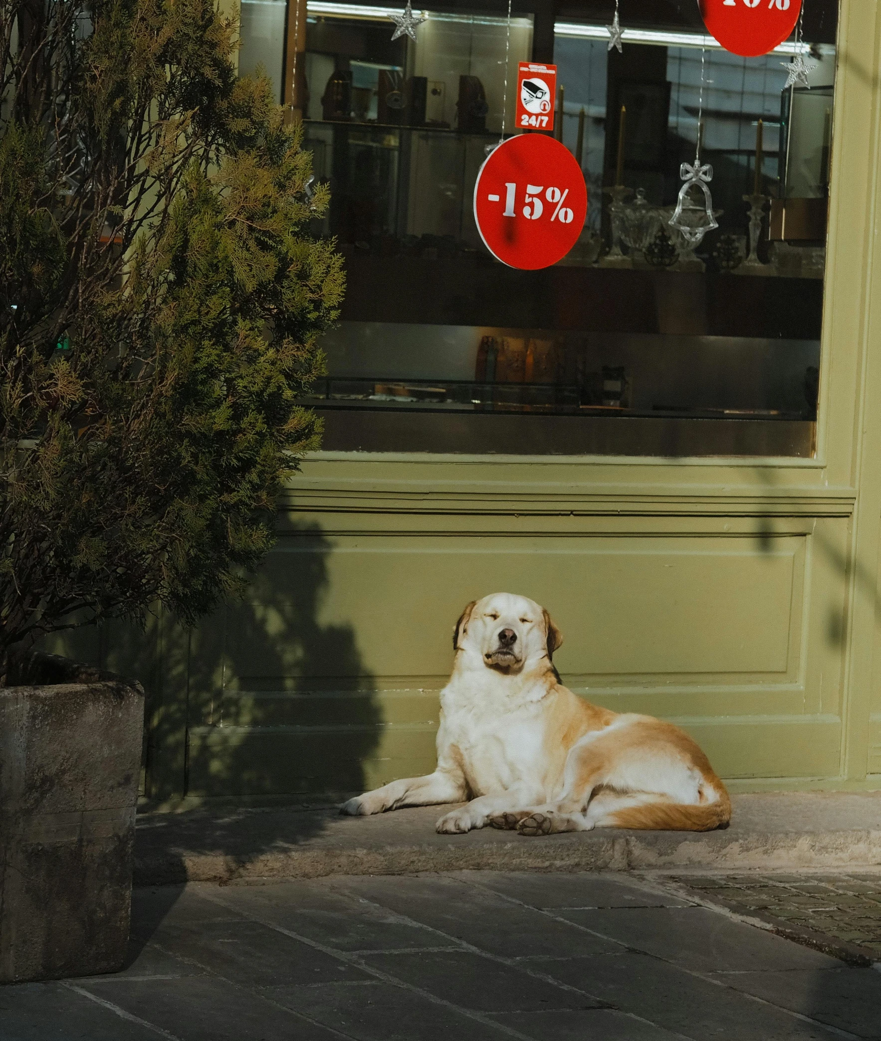 dog on the step of a building in front of store