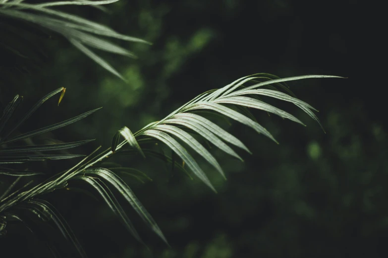 a plant with large green leaves is pictured in this po