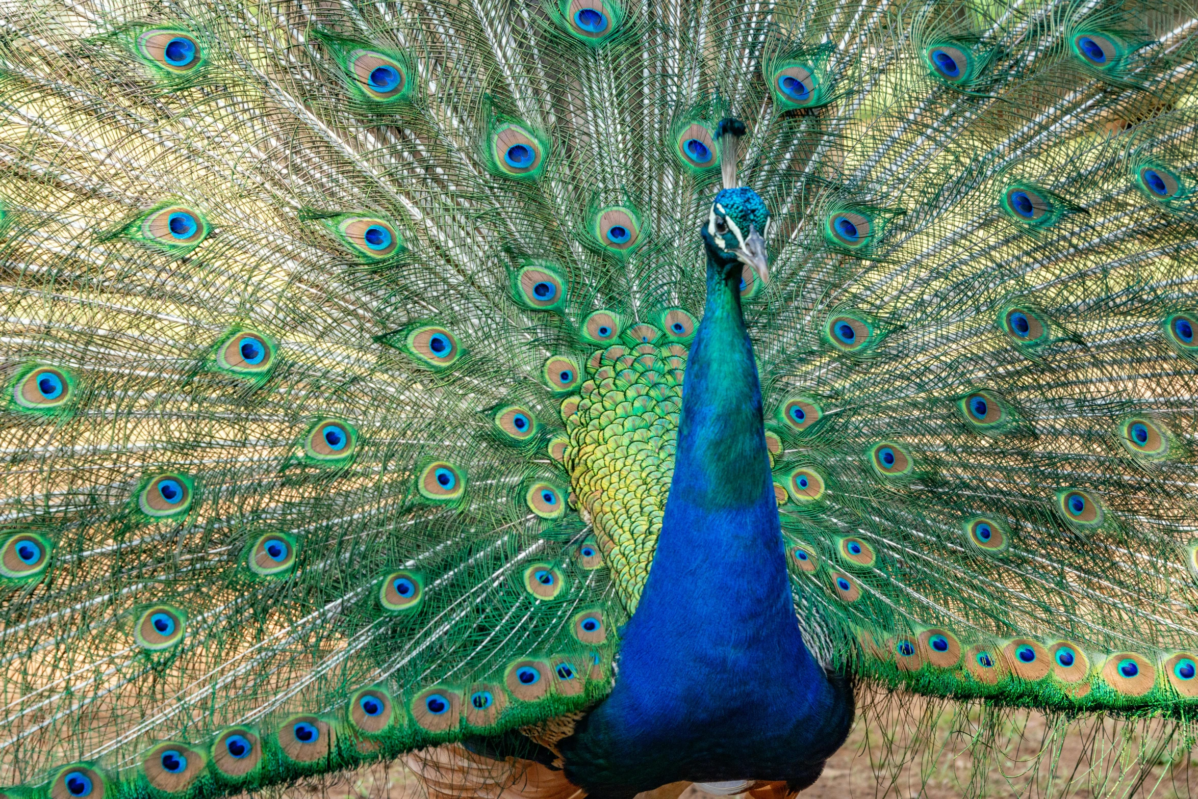 a large peacock displaying his feathers and tail feathers