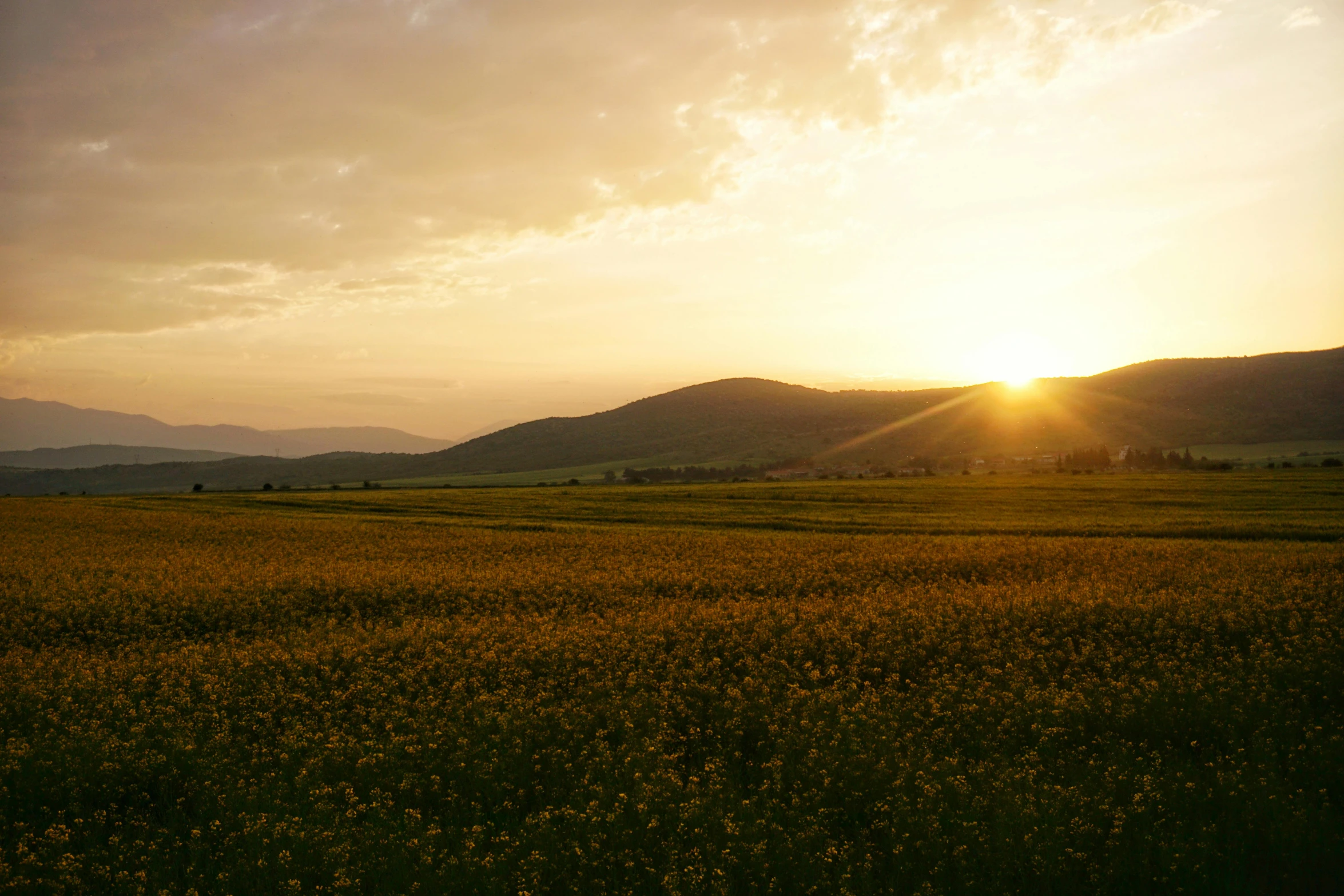 a lone bird standing on a grassy field at sunset