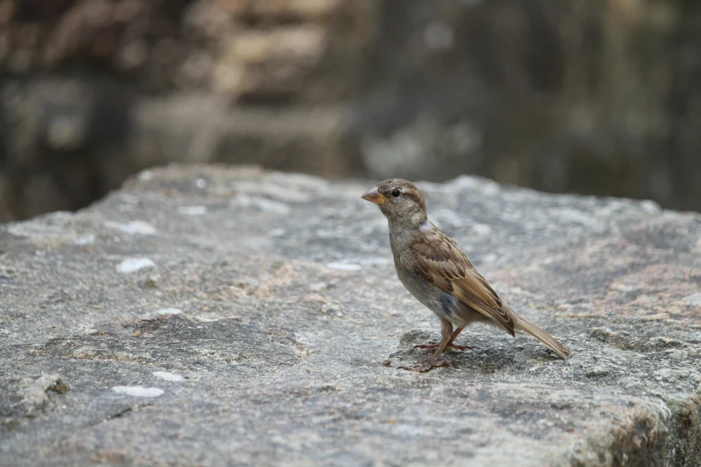 a small bird perched on top of a rock