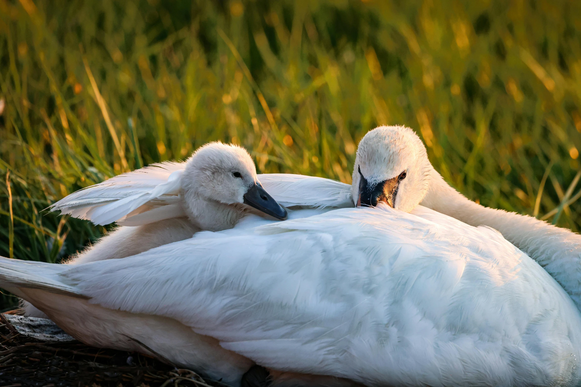 two young white birds with long neck feathers sit together on the ground