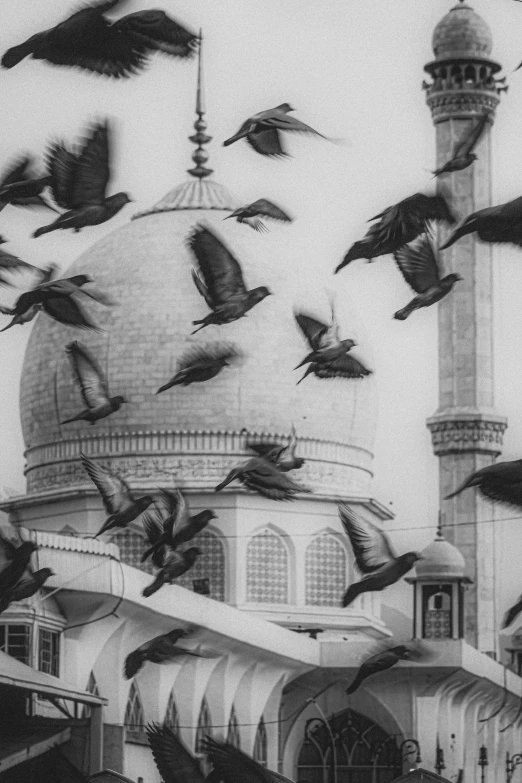 an artistic po of pigeons flying over the building