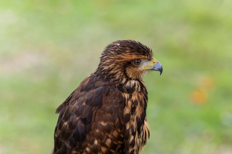 a close up of a brown hawk on a nch