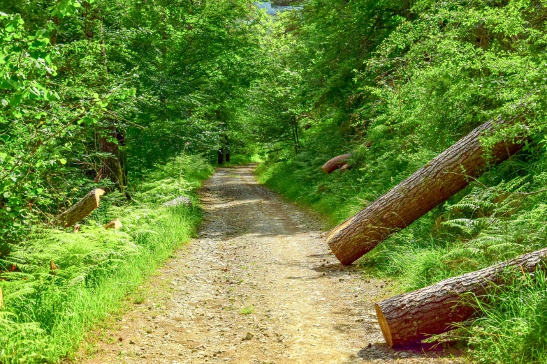 a path in the middle of a forest covered in fallen trees