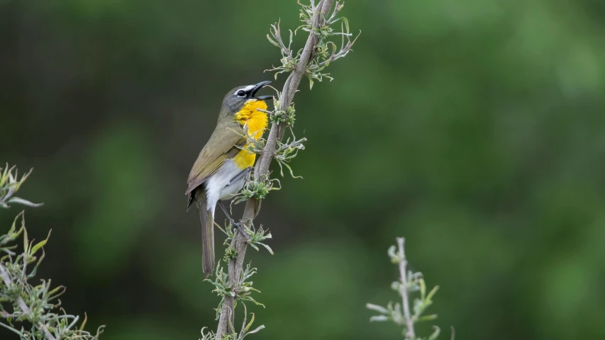 the bird is sitting on the nch eating on the flowers