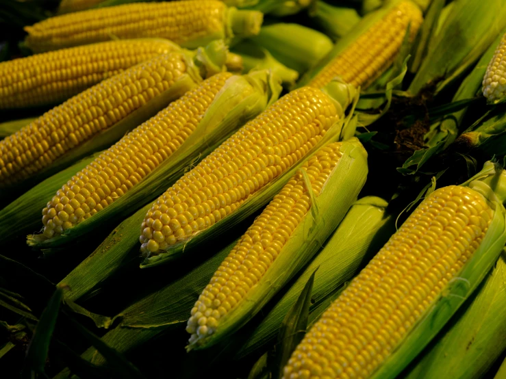 corn in the cob is laid out on a table