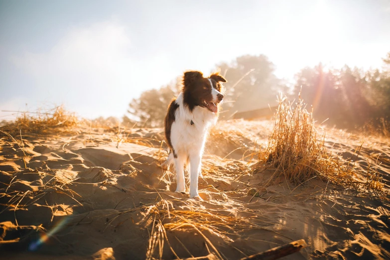 a small brown and white dog standing on top of a sandy hillside