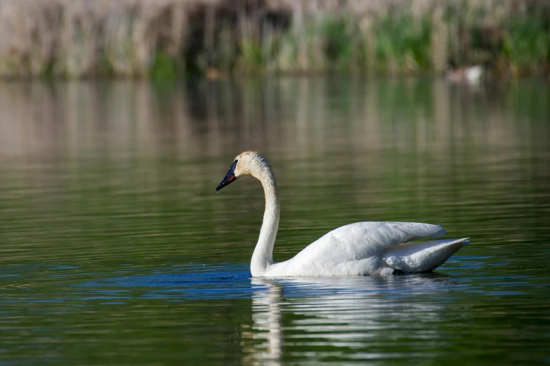 a swan swims in the water near a shore