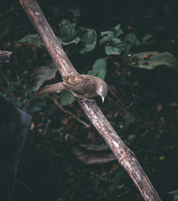 a small bird sitting on the back of a tree nch