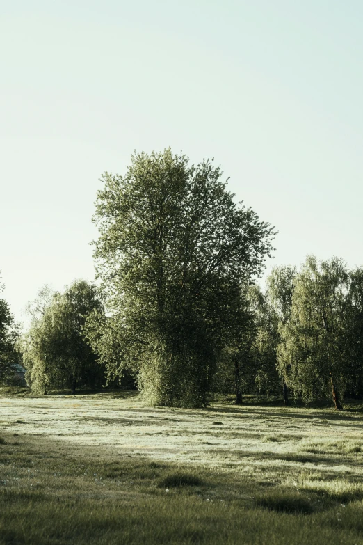 a large open field with lots of trees in the background