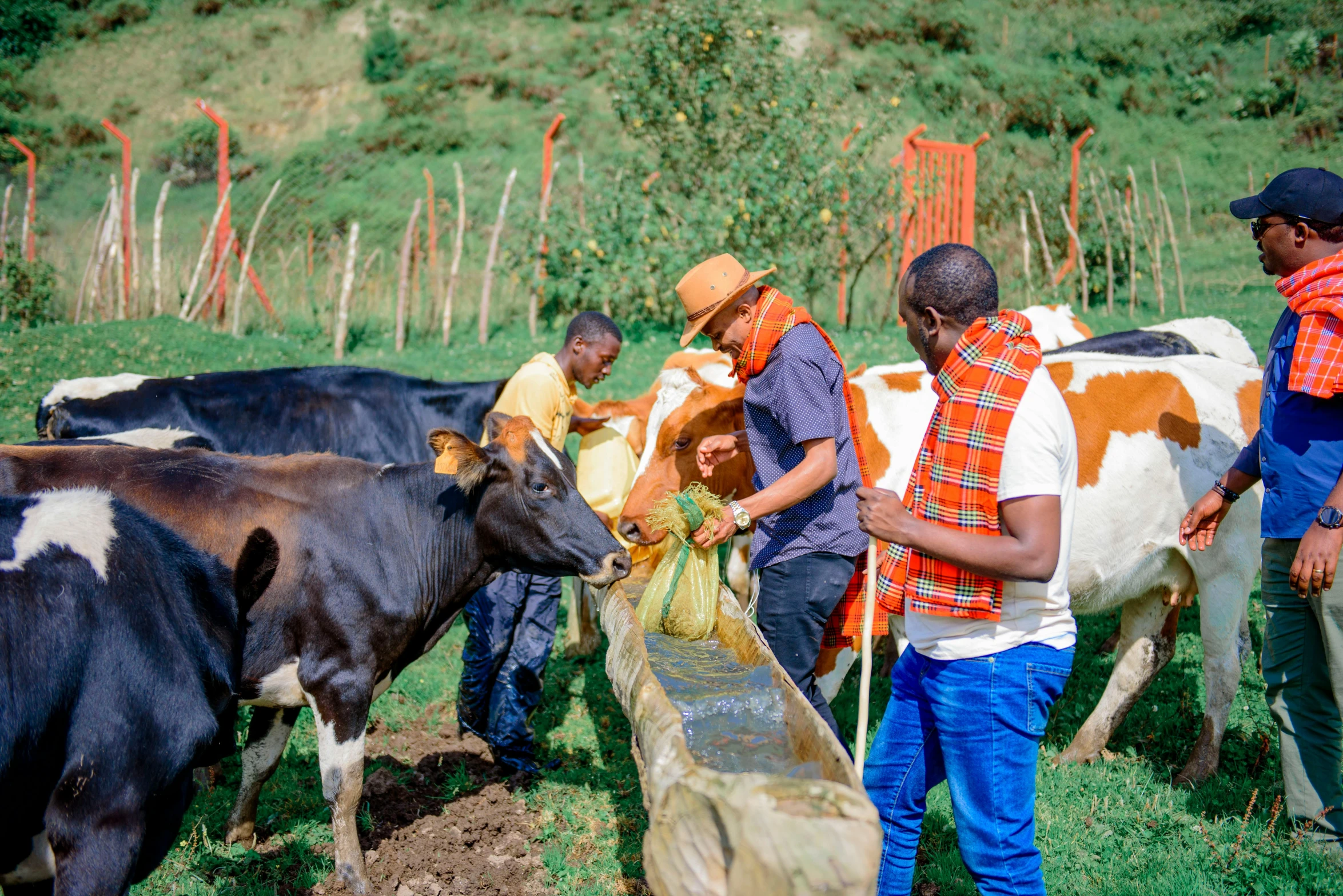 a group of people tending to some cattle