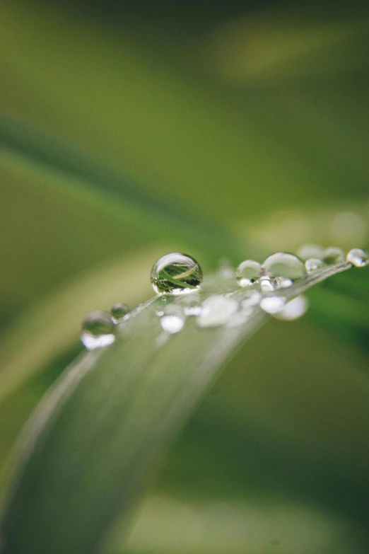 a close - up po of some dew on a green leaf