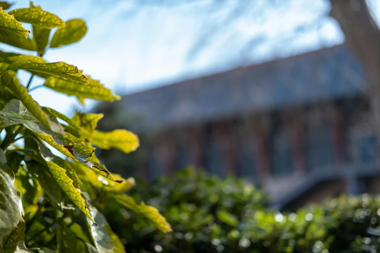 the sun shines through some leaves that are blowing in the wind