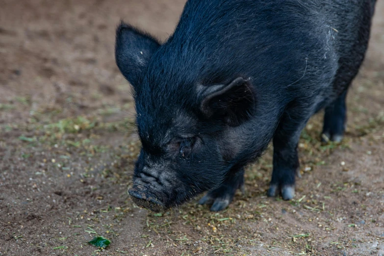 a small black pig digging in a dirt field