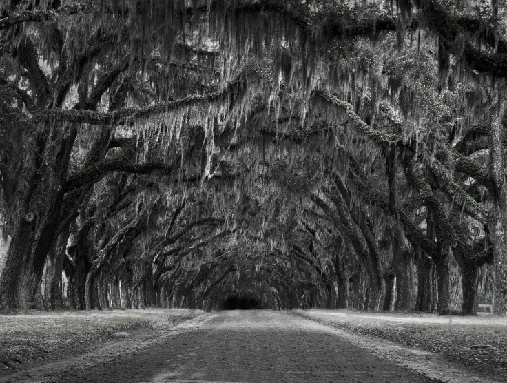 a road through a tunnel of trees filled with moss