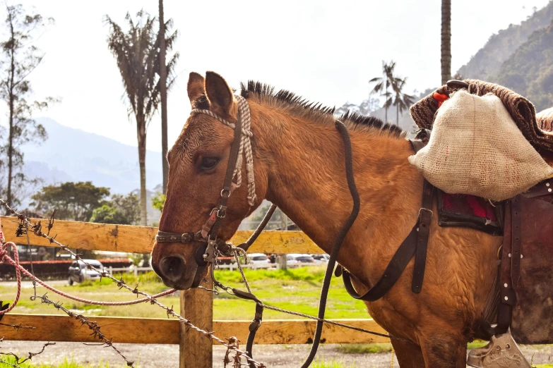 a brown horse with a hat on it's back